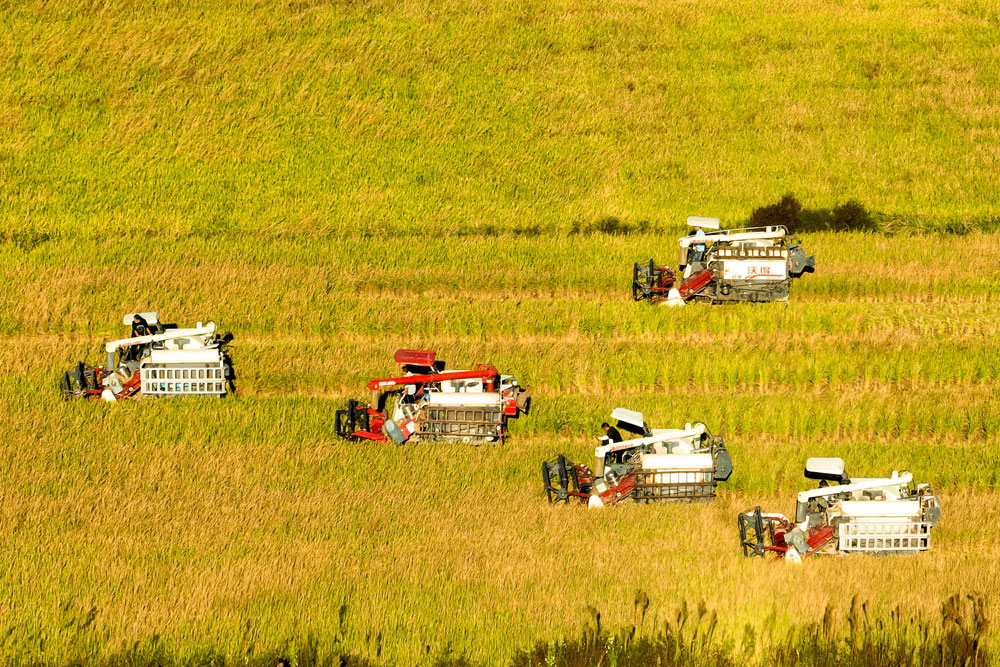 湖北省孝感市云梦县吴铺镇万亩“三岗糯”农田里，收割机忙碌在田间，来回穿梭收割水稻，田间地头一派丰收景象。（胡学军 摄）