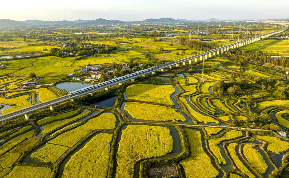 安徽省合肥市庐江县柯坦镇枣岗村，成片的虾田水稻渐次成熟，大地一片金黄。（左学长 摄）