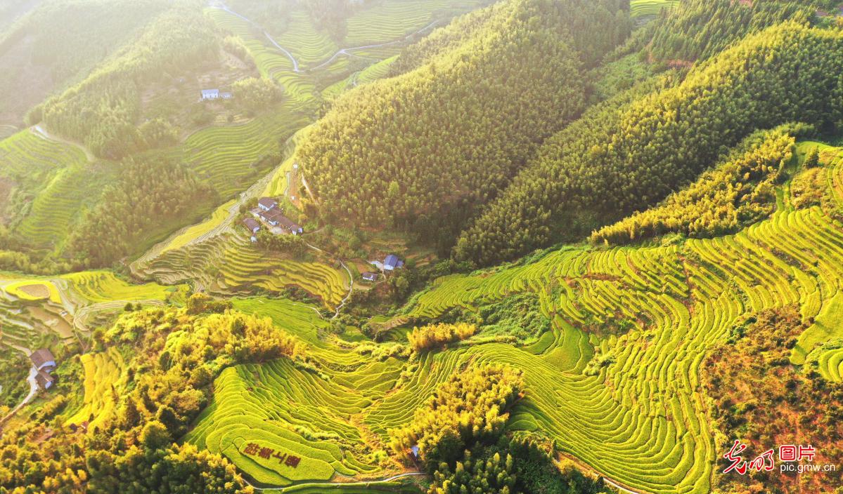 【光明图刊】空中“瞰”梯田 尽显乡村振兴美好画卷 【光明图刊】空中“瞰”梯田 尽显乡村振兴美好画卷