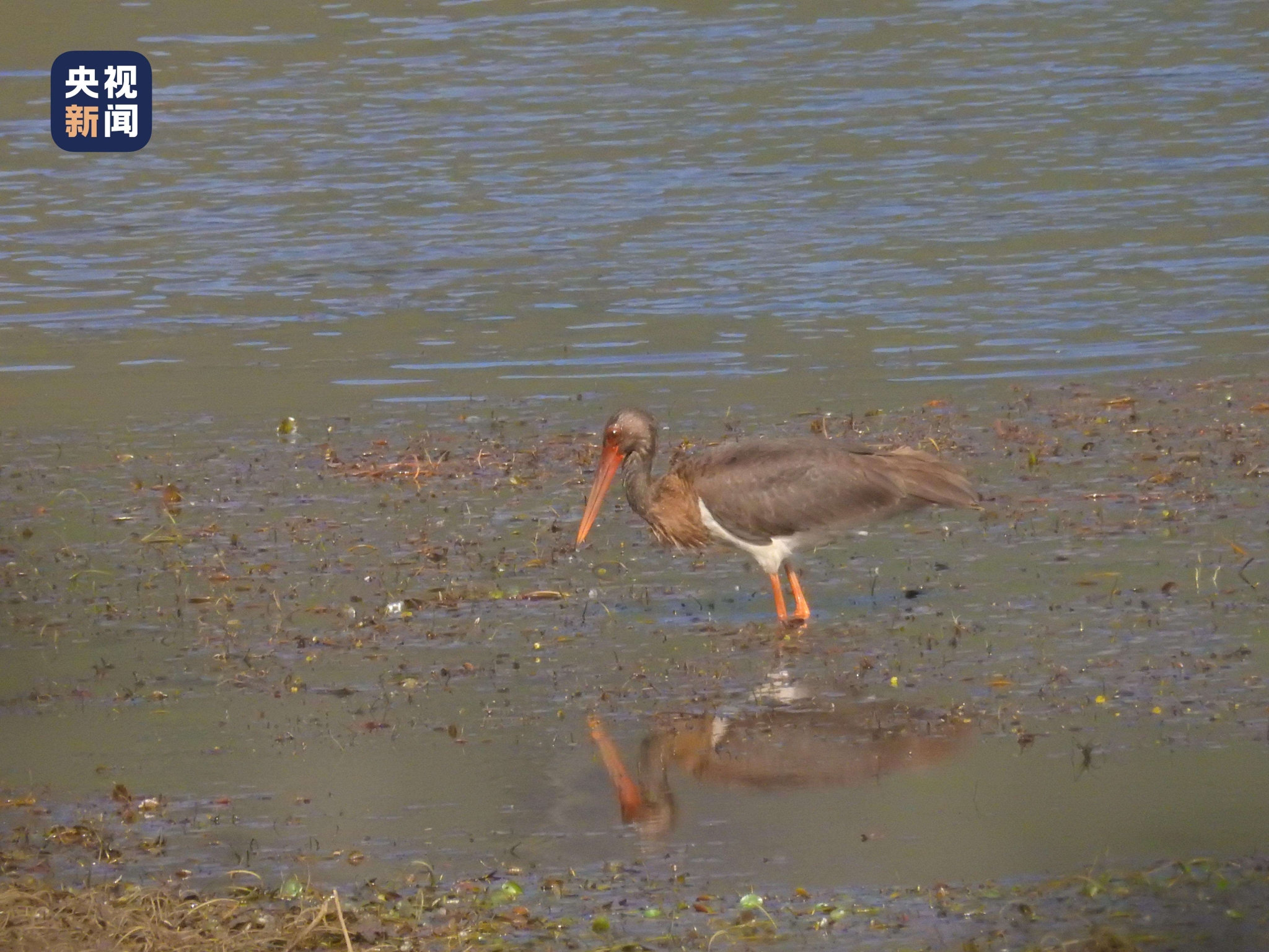 云南云龙天池国家级自然保护区首次记录到黑鹳