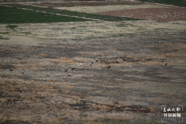 “鸟中大熊猫”黑鹳现身云南会泽（开屏新闻记者 蒋琼波 通讯员 崔桂美 张瑞凤 摄）