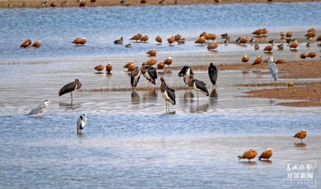 9只“鸟中大熊猫”黑鹳在保山坝子上空盘旋翱翔 (1).jpg