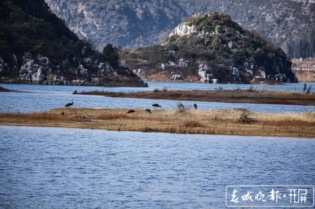 “鸟中熊猫”黑鹳做客沾益海峰湿地 蒋琼波 通讯员 舒婷婷 摄