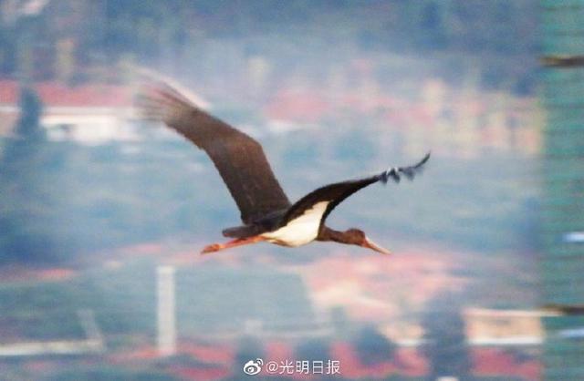 云南青华海监测到4只黑鹳