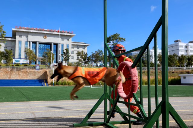图为搜救犬奶酪穿越“火圈”障碍训练 陈胜瑶摄.JPG