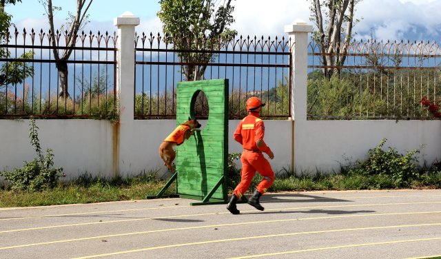 图为搜救犬奶酪一跃而起钻过孔洞瞬间 陈胜瑶摄 (2).JPG