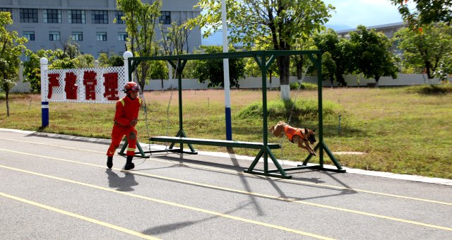 图为搜救犬奶酪通过吊桥障碍训练 陈胜瑶摄.JPG