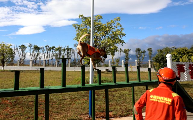 图为搜救犬奶酪快速通过梅花桩障碍训练 陈胜瑶摄.JPG