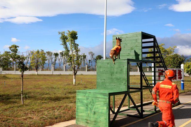 图为搜救犬奶酪攀登障碍 陈胜瑶摄.JPG