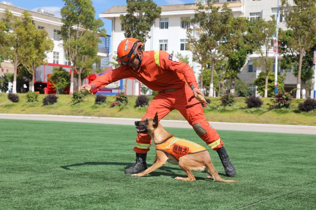 图为训导员何锦标在和搜救犬奶酪玩耍互动 陈胜瑶摄 (1).JPG