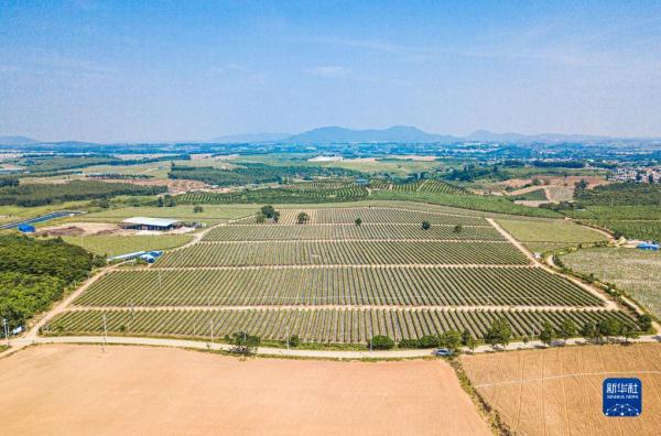 海南东方火龙果丰收