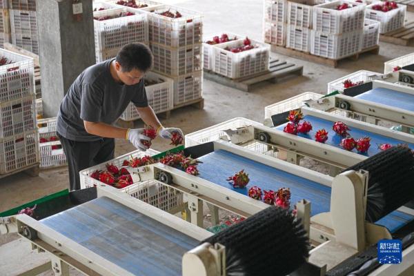 海南东方火龙果丰收