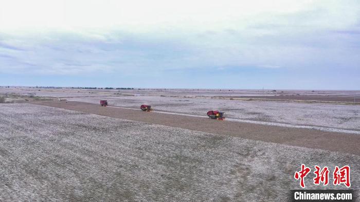 目前乌苏市日采棉花9.85万亩，预计11月初可全部完成采收。　张军 摄