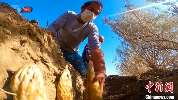 且末县的河东治沙站,当地农民正忙着采收梭梭根部种植的大芸。 阿曼江?阿力甫 摄 且末县的河东治沙站,当地农民正忙着采收梭梭根部种植的大芸。 阿曼江?阿力甫 摄