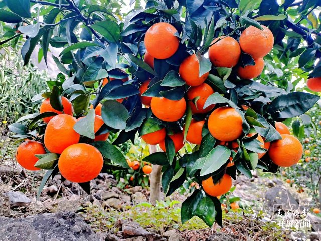 永善沃柑熟了，飘香金沙江，尝鲜要抓紧！