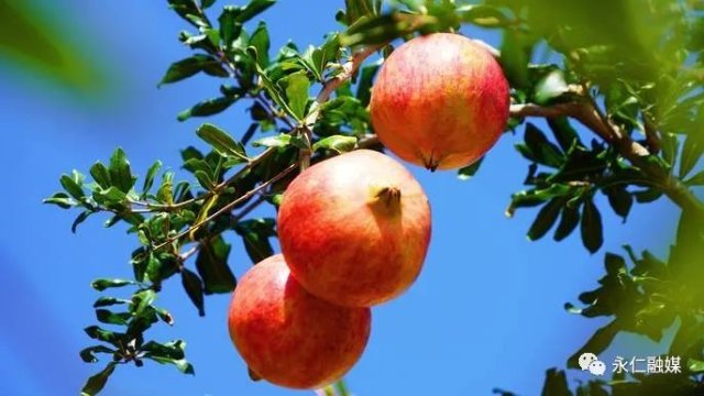 楚雄永仁维的乡：“果”然不同 擦亮“四美”乡村甜美底色