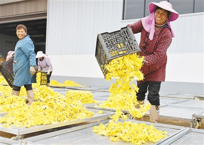 工人将新鲜菊花装盘后送往车间烘烤。