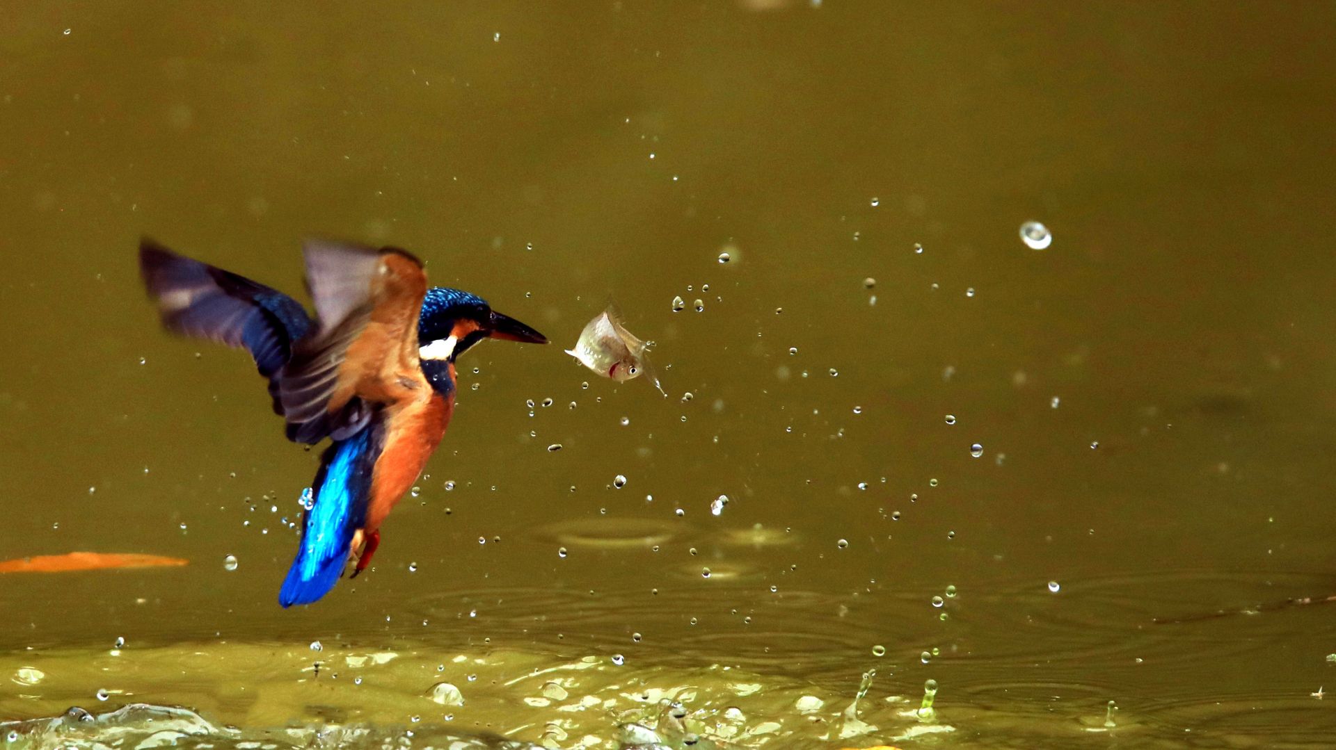 3772f9b78b63f6bec44d0a8888f6a799 3772f9b78b63f6bec44d0a8888f6a799