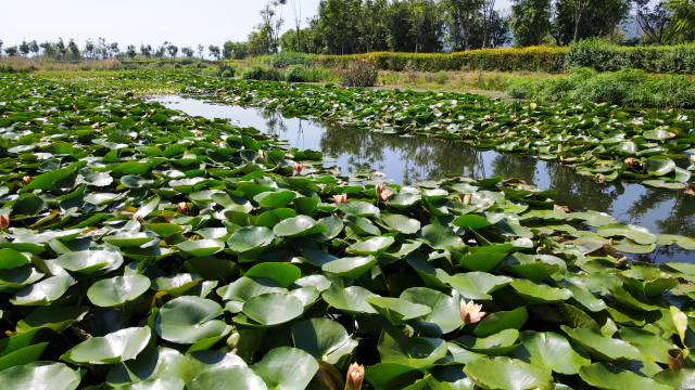 连片的睡莲风姿绰约。10月21日，李丹摄。.png