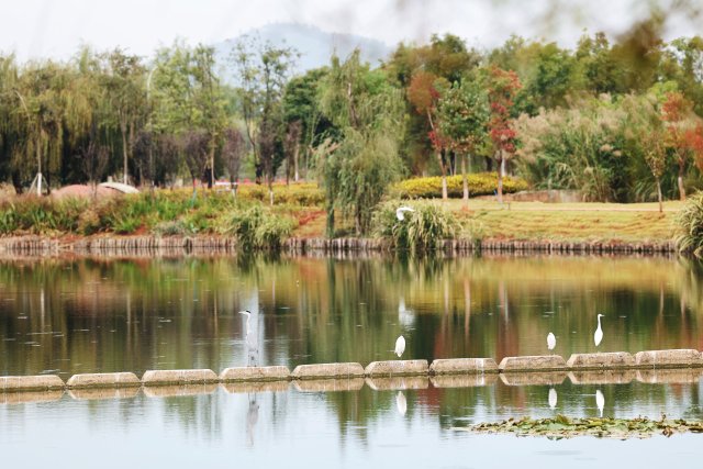 各种水鸟也是环湖生态调蓄带里的一道生动风景。10月21日，李丹摄。.jpg