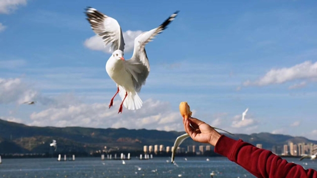 它来了它来了，红嘴鸥大部队即将到来，这些观鸥地请收藏！
