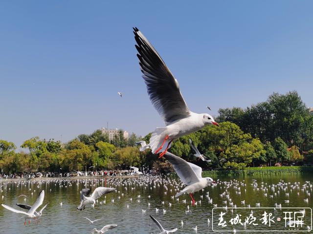 周末一起到翠湖喂海鸥5 (2).jpg