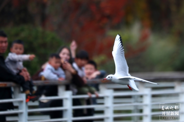曲靖玉顺湖海鸥（开屏新闻记者 蒋琼波及通讯员摄影报道）