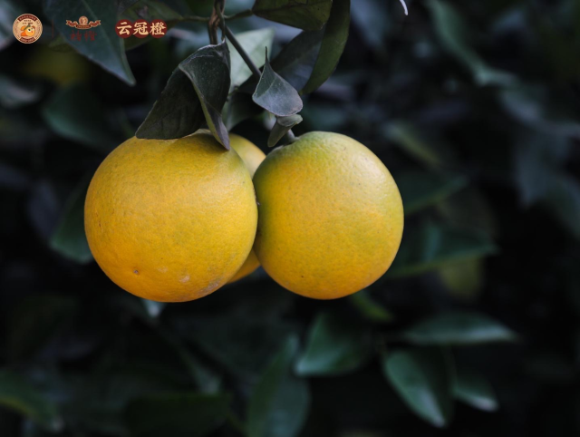 即将开园采摘！11月上旬又可品尝到褚橙和云冠橙啦