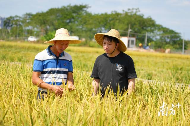 潮阳区关埠镇茂盛农场负责人黄介茂(左)与儿子黄旭东交流秋收经验。 潮阳区关埠镇茂盛农场负责人黄介茂(左)与儿子黄旭东交流秋收经验。