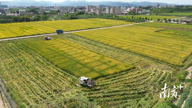 趁着晴好天气,连日来,汕头各地晚造水稻相继开镰,拉开了秋收重头戏的帷幕。 趁着晴好天气,连日来,汕头各地晚造水稻相继开镰,拉开了秋收重头戏的帷幕。