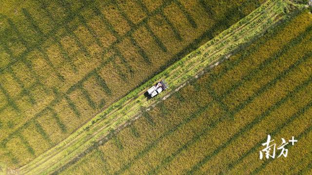 收割机来回穿梭,驰骋在金色稻田上。 收割机来回穿梭,驰骋在金色稻田上。