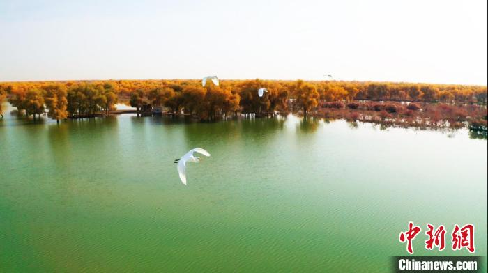 随着湿地环境改善,迁徙的候鸟眷恋不舍,延长了栖息时间。 汪志鹏 摄 随着湿地环境改善,迁徙的候鸟眷恋不舍,延长了栖息时间。 汪志鹏 摄