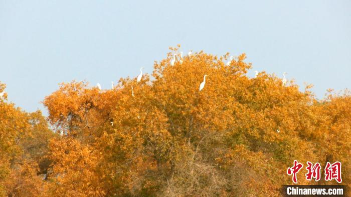 鸟儿成群飞上了金黄色的胡杨顶端,悠闲自得地享受着阳光。 汪志鹏 摄 鸟儿成群飞上了金黄色的胡杨顶端,悠闲自得地享受着阳光。 汪志鹏 摄