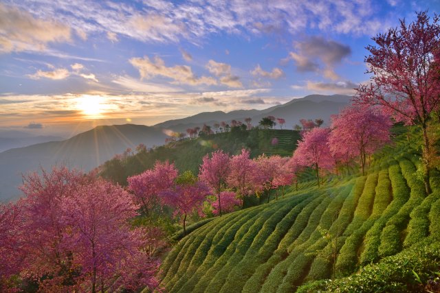 无量山樱花谷 (2).JPG