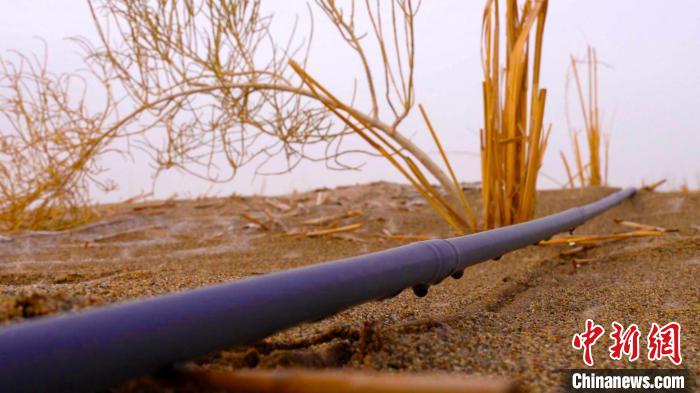 新栽植的树苗迎风挺立。　 苏鑫？ 　摄