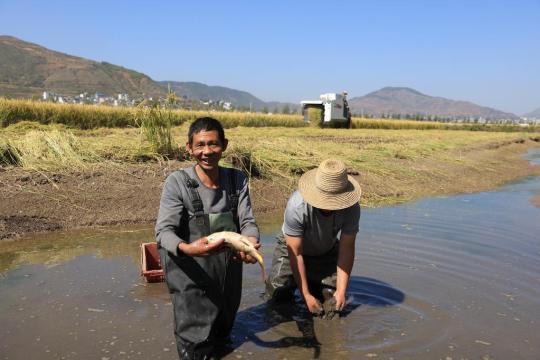 新华全媒+丨稻田里的多元丰收——云南赋能稻田助农增收 新华全媒+丨稻田里的多元丰收——云南赋能稻田助农增收
