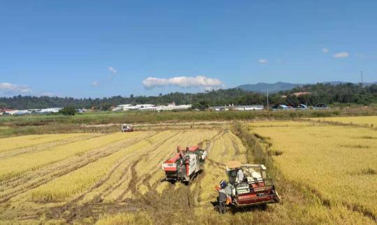 新华全媒+丨稻田里的多元丰收——云南赋能稻田助农增收 新华全媒+丨稻田里的多元丰收——云南赋能稻田助农增收