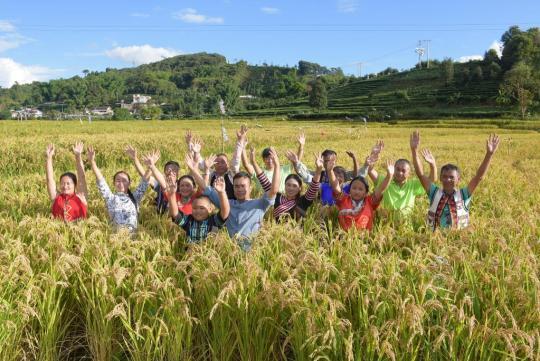 新华全媒+丨稻田里的多元丰收——云南赋能稻田助农增收 新华全媒+丨稻田里的多元丰收——云南赋能稻田助农增收