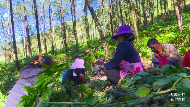 镇康魔芋产业助力村集体经济开花结果（李丽君摄2022年11月10日） (6).jpg