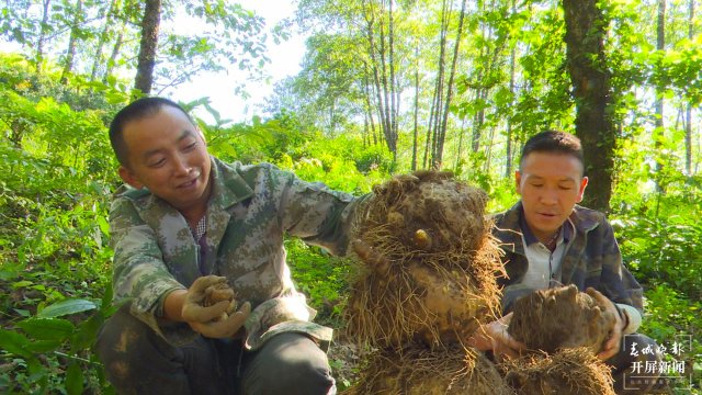 镇康魔芋产业助力村集体经济开花结果（李丽君摄2022年11月10日） (11).jpg