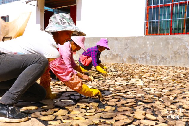镇康魔芋产业助力村集体经济开花结果（李丽君摄2022年11月10日） (16).JPG