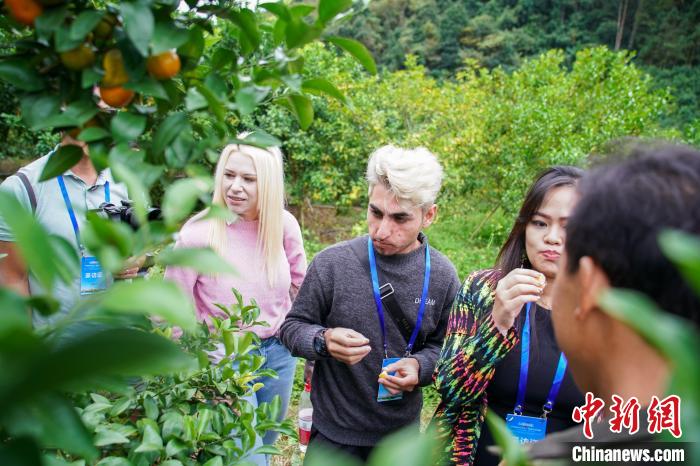 图为外国青年走进砂糖橘基地。 陈冠言 摄 图为外国青年走进砂糖橘基地。 陈冠言 摄