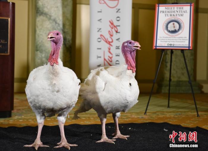 资料图:火鸡。 中新社记者 陈孟统 摄 资料图:火鸡。 中新社记者 陈孟统 摄