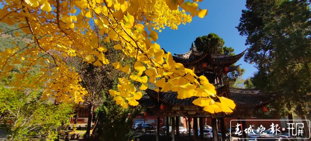 太美！鸡足山上银杏黄~12 (2).jpg