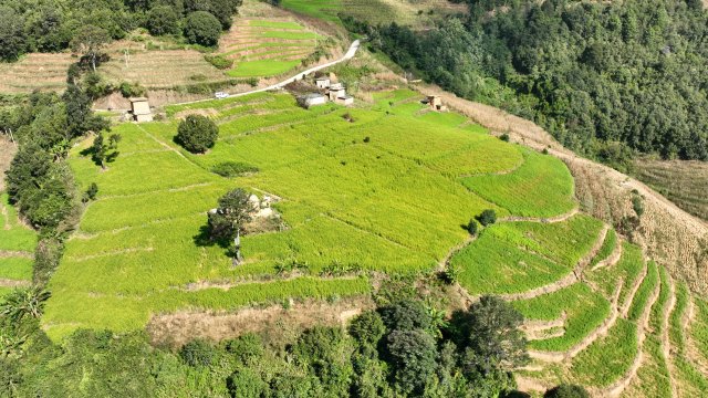 羊街乡连片的苦荞地 龙娅 摄.JPG