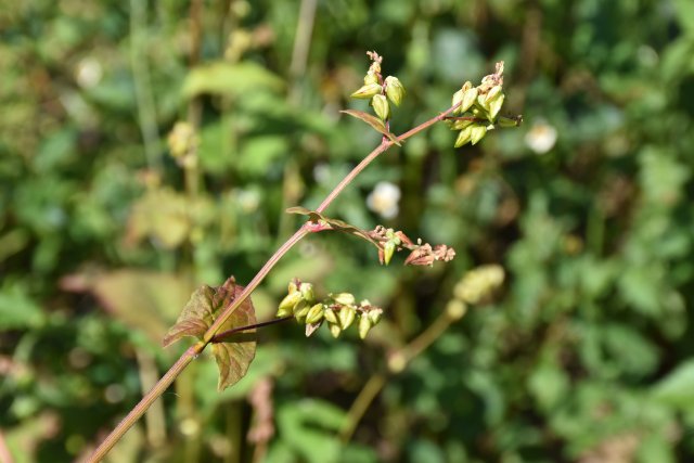 山地苦荞 龙娅 摄.JPG