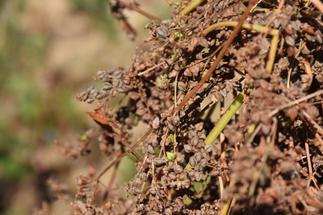 饱满的荞籽龙娅 摄.JPG