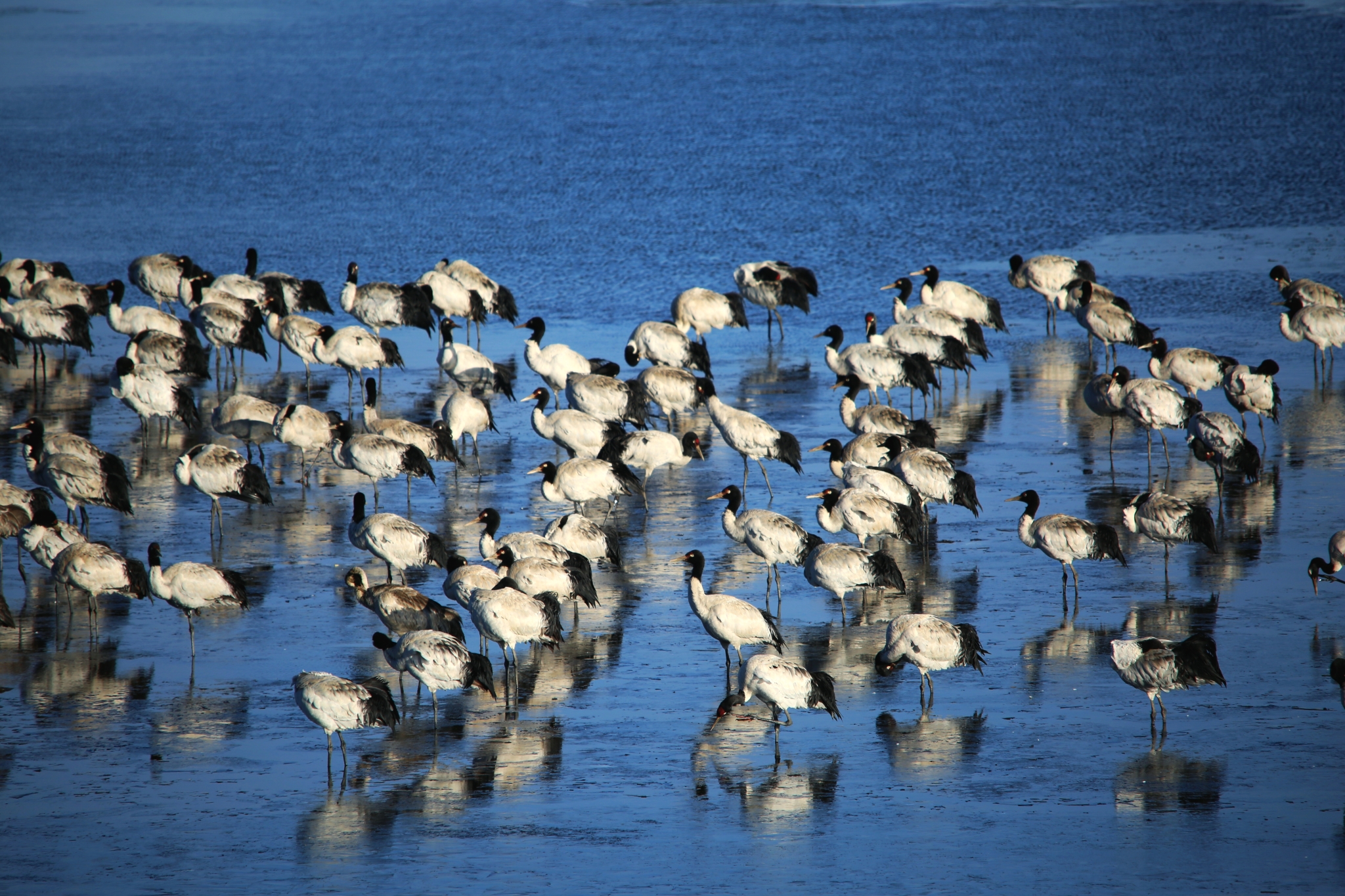 【图1】2260只！云南大山包越冬黑颈鹤数量创历史新高。 吴太平摄