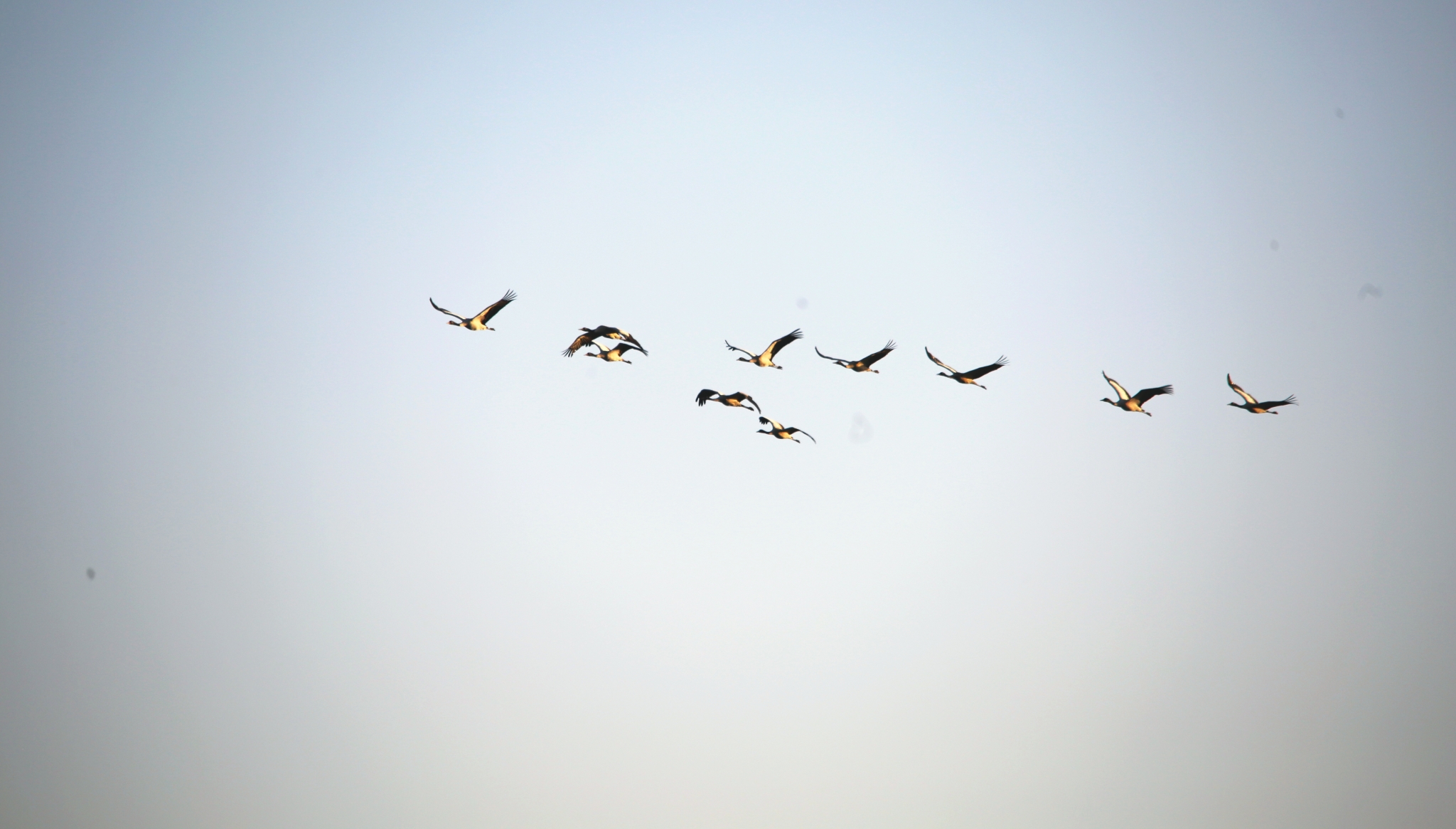 【图2】入冬以来，大批黑颈鹤飞抵大山包湿地栖息越冬。 吴太平摄