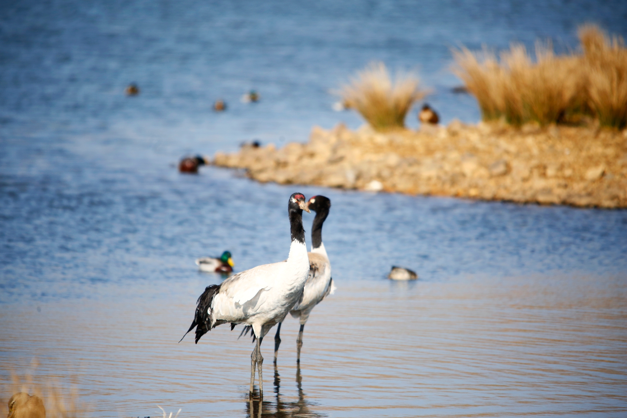 【图4】生态持续改善的大山包湿地是黑颈鹤重要的越冬地和中转站。 吴太平摄